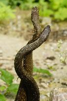 Indian Rat Snakes Spotted in Ajmer - India