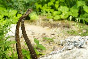 Indian Rat Snakes Spotted in Ajmer - India