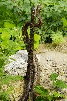 Indian Rat Snakes Spotted in Ajmer - India