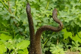 Indian Rat Snakes Spotted in Ajmer - India