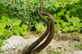 Indian Rat Snakes Spotted in Ajmer - India