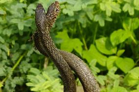 Indian Rat Snakes Spotted in Ajmer - India