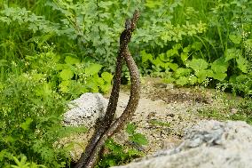Indian Rat Snakes Spotted in Ajmer - India