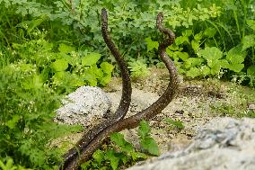 Indian Rat Snakes Spotted in Ajmer - India