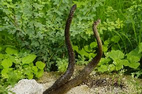 Indian Rat Snakes Spotted in Ajmer - India
