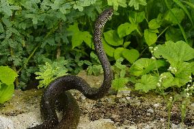 Indian Rat Snakes Spotted in Ajmer - India