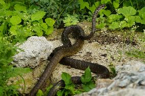 Indian Rat Snakes Spotted in Ajmer - India