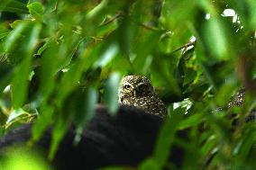 Spotted Owl On Tree Illustrations - India
