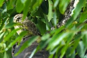 Spotted Owl On Tree Illustrations - India