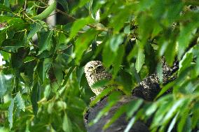 Spotted Owl On Tree Illustrations - India
