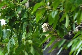 Spotted Owl On Tree Illustrations - India