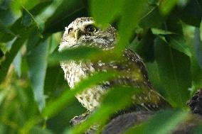Spotted Owl On Tree Illustrations - India