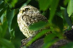Spotted Owl On Tree Illustrations - India