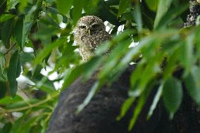 Spotted Owl On Tree Illustrations - India