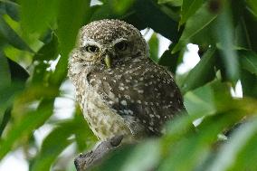 Spotted Owl On Tree Illustrations - India