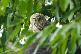 Spotted Owl On Tree Illustrations - India