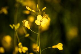 Canola Plants Blooming Illustrations - Canada