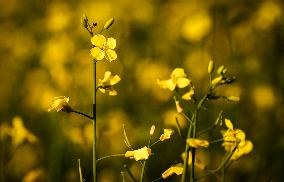 Canola Plants Blooming Illustrations - Canada