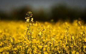 Canola Plants Blooming Illustrations - Canada