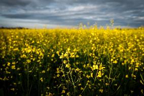 Canola Plants Blooming Illustrations - Canada