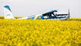 Canola Plants Blooming Illustrations - Canada