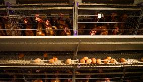 An Egg-laying Chicken Farm in Suqian