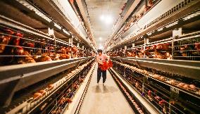 An Egg-laying Chicken Farm in Suqian