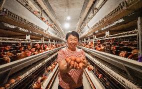 An Egg-laying Chicken Farm in Suqian