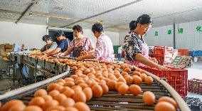 An Egg-laying Chicken Farm in Suqian