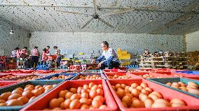 An Egg-laying Chicken Farm in Suqian