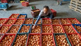 An Egg-laying Chicken Farm in Suqian