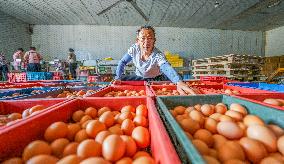 An Egg-laying Chicken Farm in Suqian
