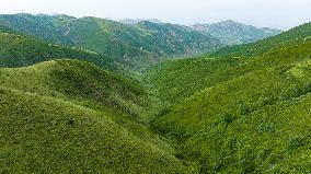 Liupan Mountains Ecological Barrier - China