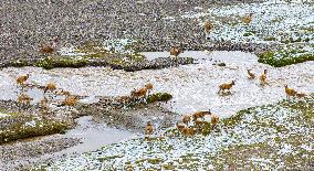 Tibetan Antelopes Migration - China