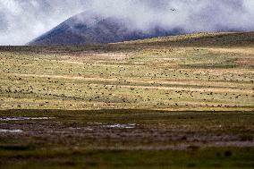 Tibetan Antelopes Migration - China