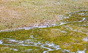 Tibetan Antelopes Migration - China