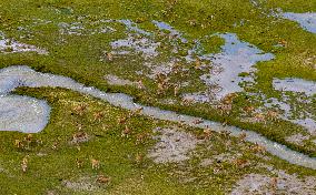 Tibetan Antelopes Migration - China