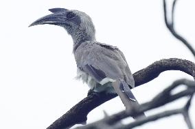 Grey Hornbill Bird Spotted In The Ajmer - India