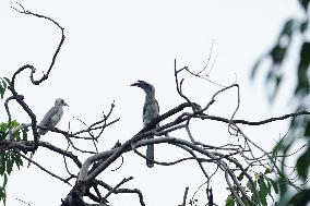 Grey Hornbill Bird Spotted In The Ajmer - India