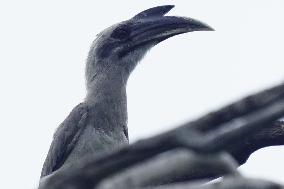 Grey Hornbill Bird Spotted In The Ajmer - India