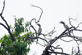 Grey Hornbill Bird Spotted In The Ajmer - India