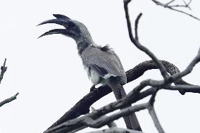 Grey Hornbill Bird Spotted In The Ajmer - India