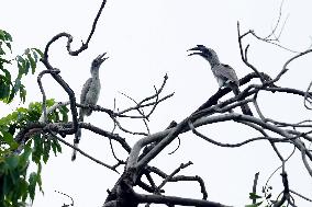 Grey Hornbill Bird Spotted In The Ajmer - India