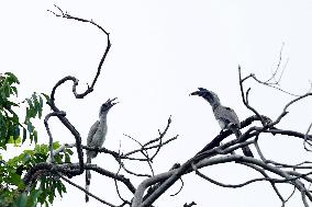Grey Hornbill Bird Spotted In The Ajmer - India