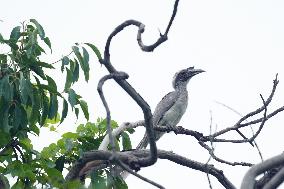 Grey Hornbill Bird Spotted In The Ajmer - India