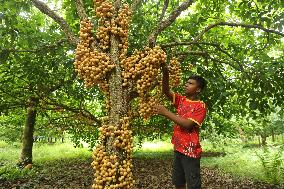 Burmese Grapes in Narsingdi Orchard - Bangladesh