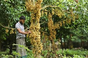 Burmese Grapes in Narsingdi Orchard - Bangladesh