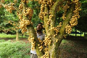 Burmese Grapes in Narsingdi Orchard - Bangladesh