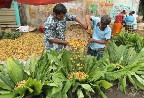 Burmese Grapes in Narsingdi Orchard - Bangladesh