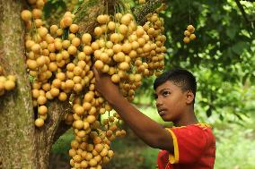 Burmese Grapes in Narsingdi Orchard - Bangladesh